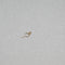 SBB Lily Lettre de coeur earring