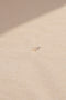 The Fiore Earring by Sophie Bille Brahe is a fine 18K yellow gold stud earring with 0.09 carats of Top Wesselton VVS diamonds in a delicate flower shaped setting