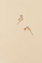 The Petite Perle Nuit Earrings by Sophie Bille Brahe are 14Kt Gold earrings with dropdown freshwater pearls descending in size